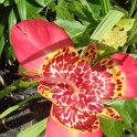 Tigridia pavonia fleur